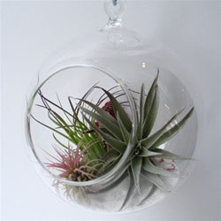 crate and barrel air plant Hanging Bubble Terrarium with Air Plants