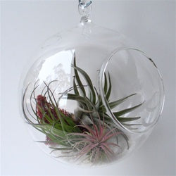 glass bulb hanging planter hanging orb terrarium with air plants - grounded | modern living