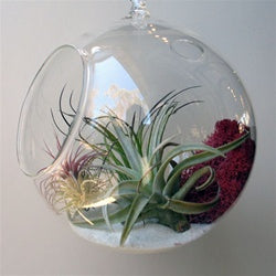 where to buy hanging air plants hanging orb terrarium with air plants - grounded | modern living