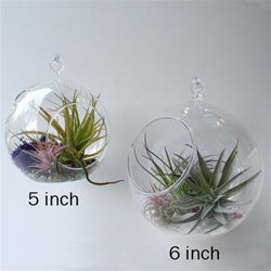 air plant terrarium hanging hanging orb terrarium with air plants - grounded | modern living